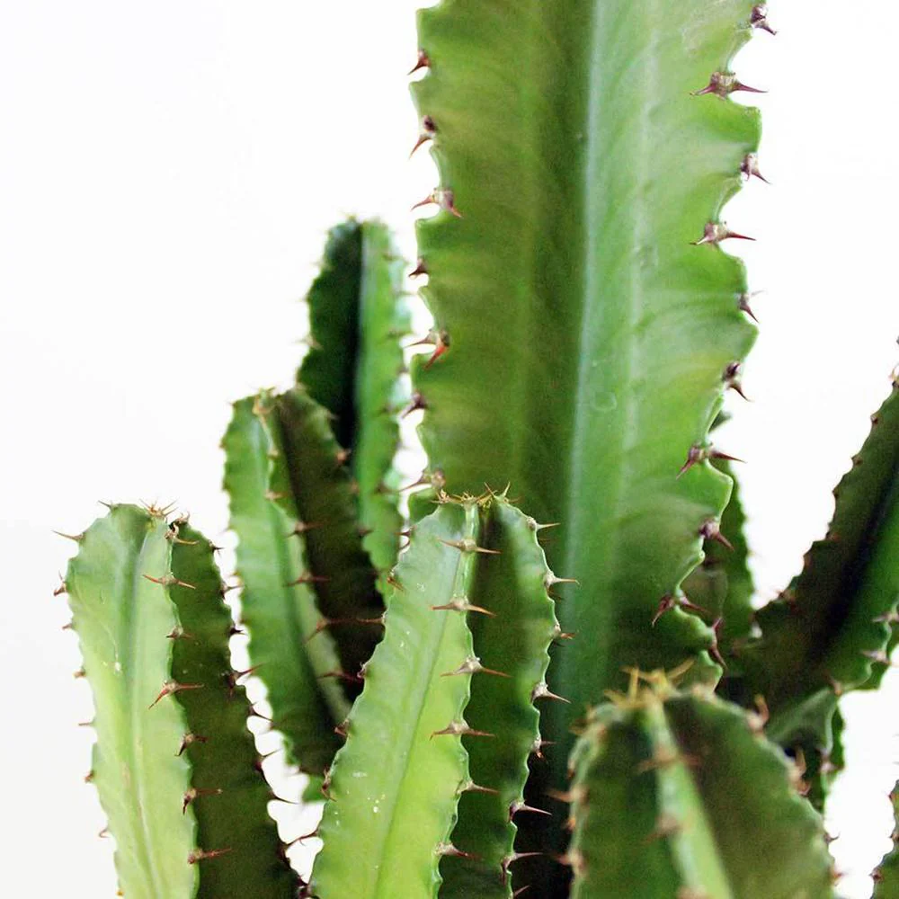 Cactus Candelabru African Erytrea, planta de interior suculenta cu forma arhitecturala, frunze verzi ramificate si intretinere usoara - 60 cm - Image 3