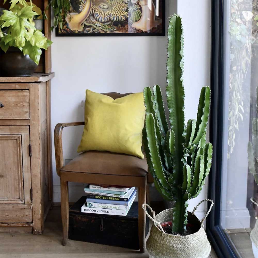 Cactus Candelabru African Erytrea, planta de interior suculenta cu forma arhitecturala, frunze verzi ramificate si intretinere usoara - 60 cm - Image 4