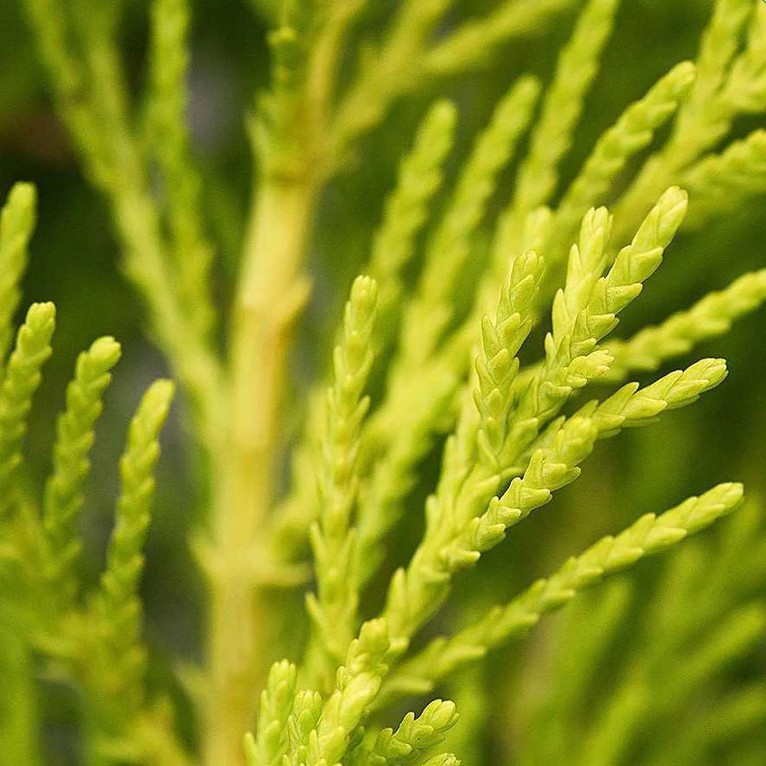 Chiparos de Lamaie Goldcrest Wilma, conifer decorativ auriu, forma piramidala, crestere compacta, rezistenta la taiere si parfum placut de lamaie - Image 10