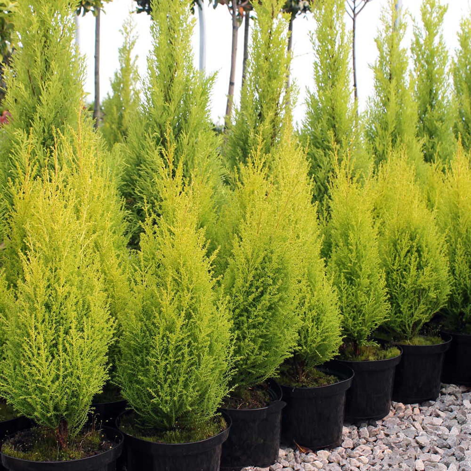 Chiparos de Lamaie Goldcrest Wilma, conifer decorativ auriu, forma piramidala, crestere compacta, rezistenta la taiere si parfum placut de lamaie - Image 8