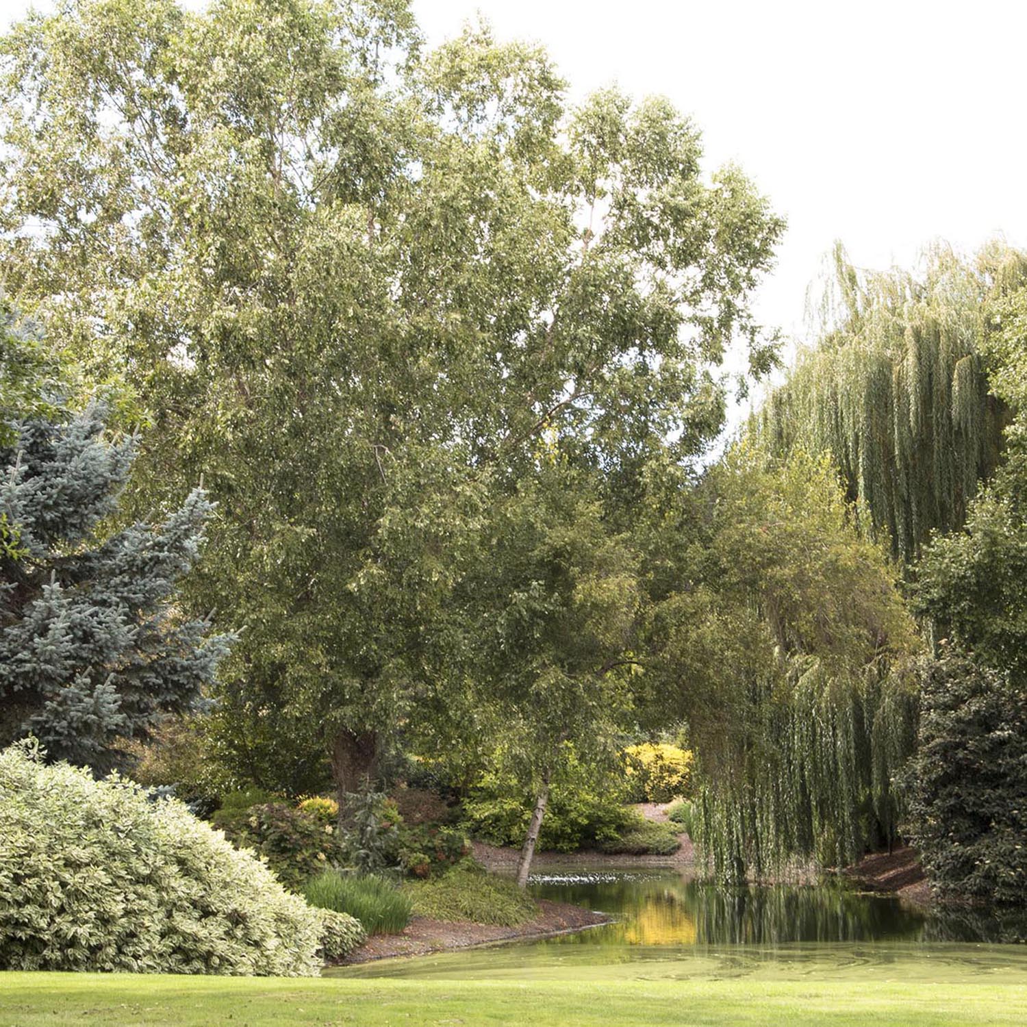 Cornus Alba Elegantissima, arbust ornamental cu frunze variegate alb-verde si ramuri rosii iarna, gard viu spectaculos sau ca planta solitara - Image 10