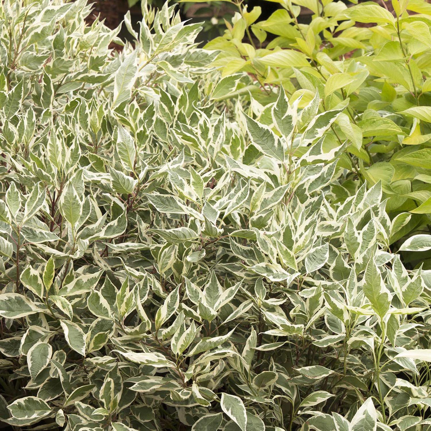 Cornus Alba Elegantissima, arbust ornamental cu frunze variegate alb-verde si ramuri rosii iarna, gard viu spectaculos sau ca planta solitara - Image 13