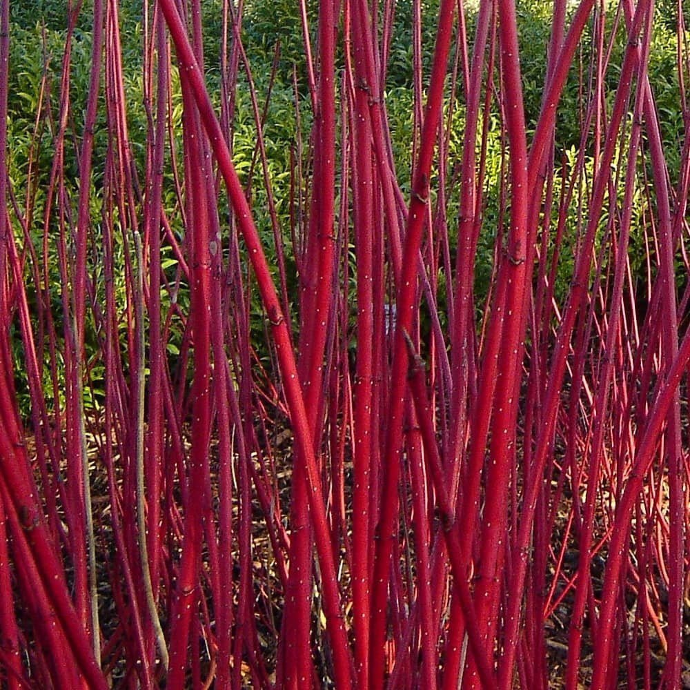 Cornus Alba Elegantissima, arbust ornamental cu frunze variegate alb-verde si ramuri rosii iarna, gard viu spectaculos sau ca planta solitara - Image 14