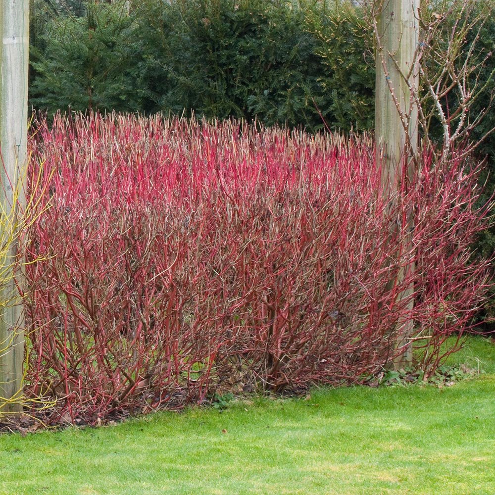 Cornus Alba Elegantissima, arbust ornamental cu frunze variegate alb-verde si ramuri rosii iarna, gard viu spectaculos sau ca planta solitara - Image 16
