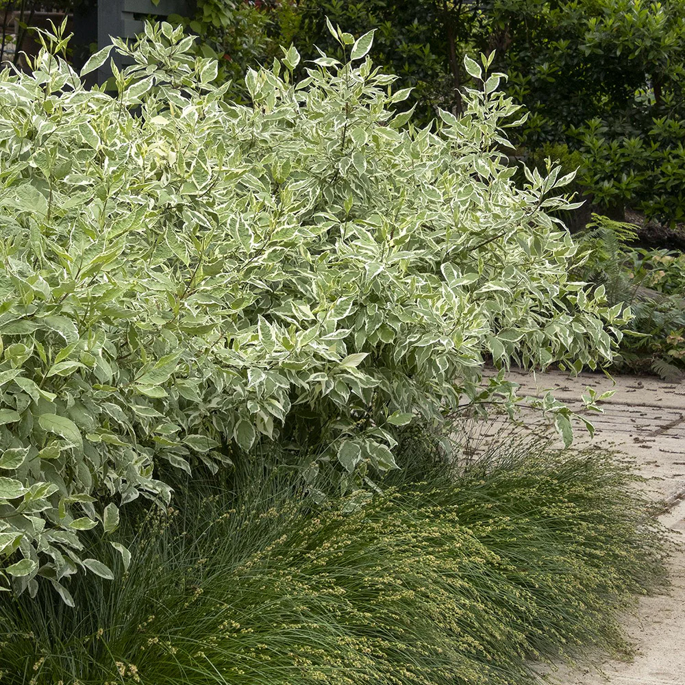 Cornus Alba Elegantissima, arbust ornamental cu frunze variegate alb-verde si ramuri rosii iarna, gard viu spectaculos sau ca planta solitara - Image 4