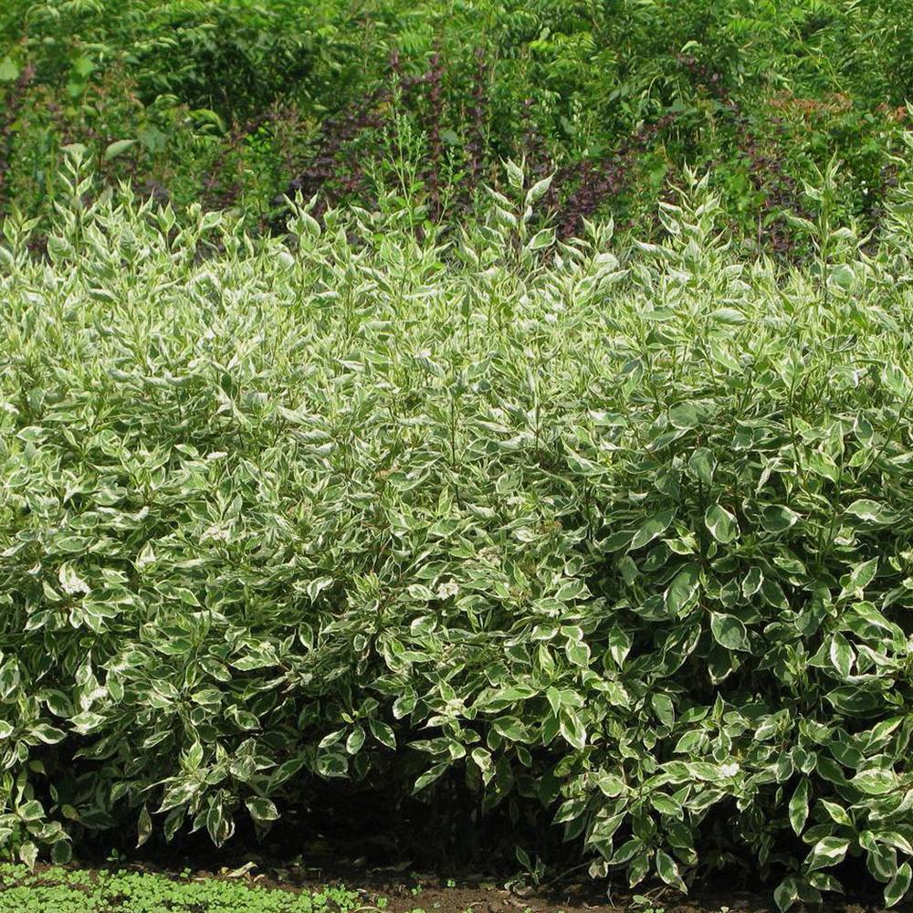 Cornus Alba Elegantissima, arbust ornamental cu frunze variegate alb-verde si ramuri rosii iarna, gard viu spectaculos sau ca planta solitara - Image 5