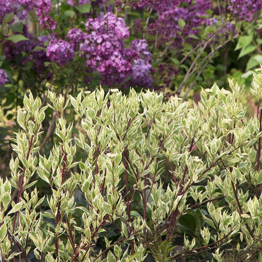 Cornus Alba Elegantissima, arbust ornamental cu frunze variegate alb-verde si ramuri rosii iarna, gard viu spectaculos sau ca planta solitara - Image 6