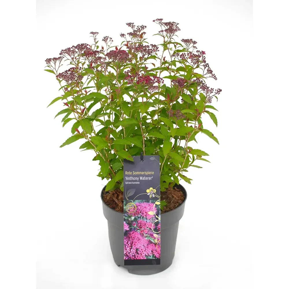 Cununita (Spiraea japonica) Anthony Waterer, arbust decorativ, flori roz, crestere rapida, gard viu mic - Image 12