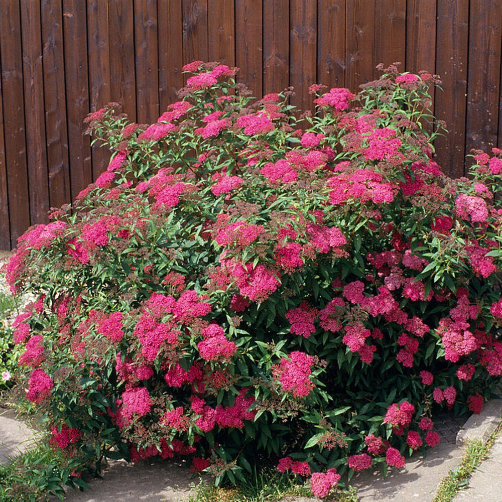 Cununita (Spiraea japonica) Anthony Waterer, arbust decorativ, flori roz, crestere rapida, gard viu mic - Image 4