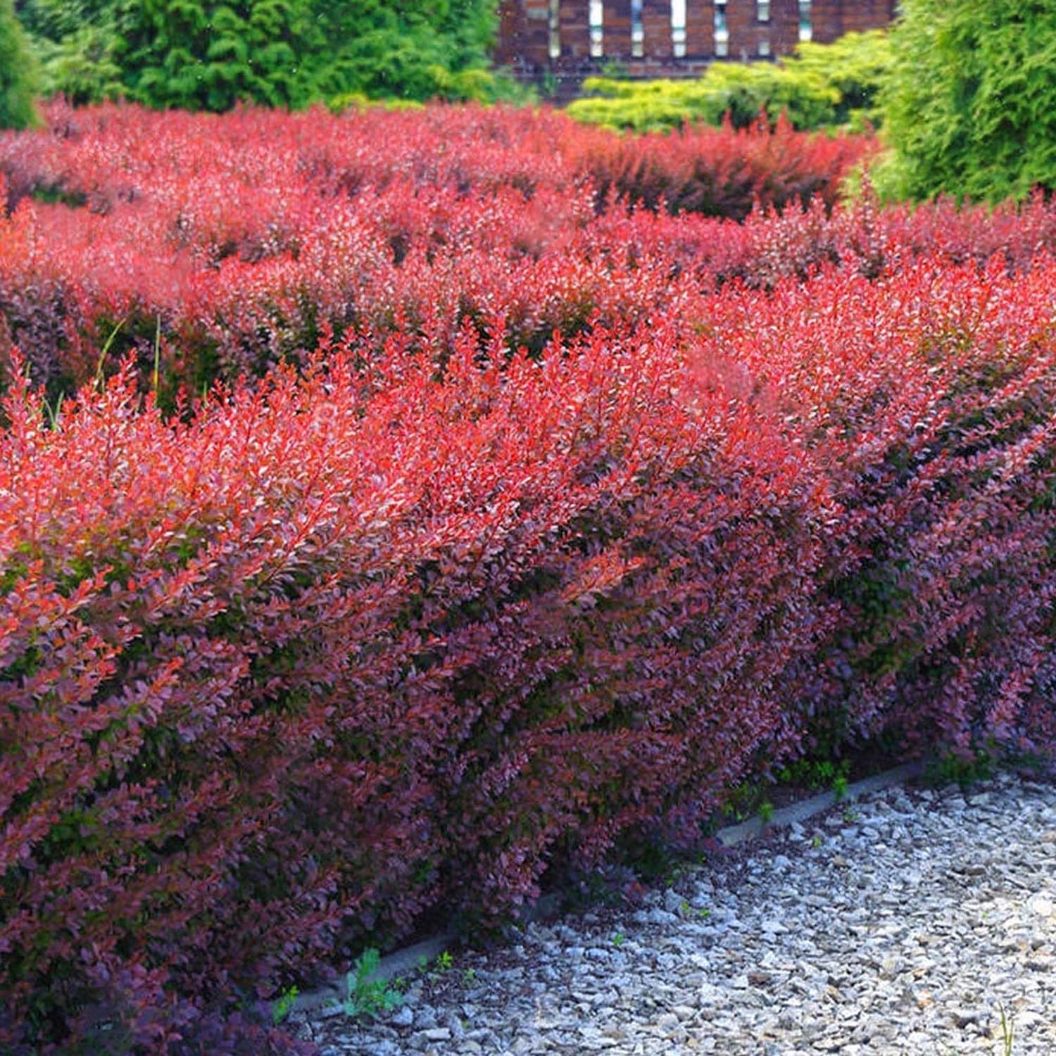 Dracila Berberis Japoneza Atropurpurea, arbust decorativ cu frunze rosu-purpurii, gard viu mic sau borduri - Image 4