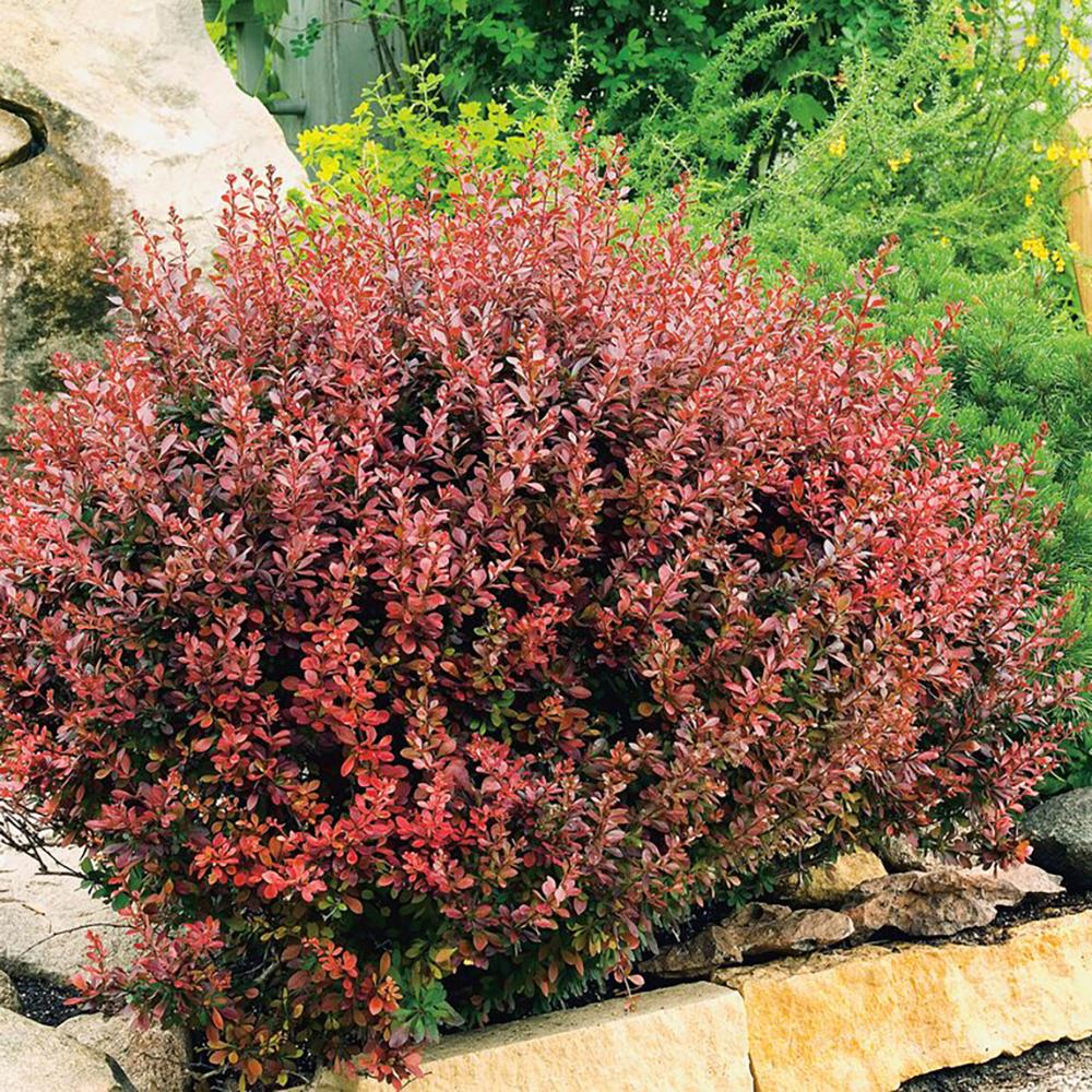 Dracila Berberis Japoneza Atropurpurea, arbust decorativ cu frunze rosu-purpurii, gard viu mic sau borduri - Image 9