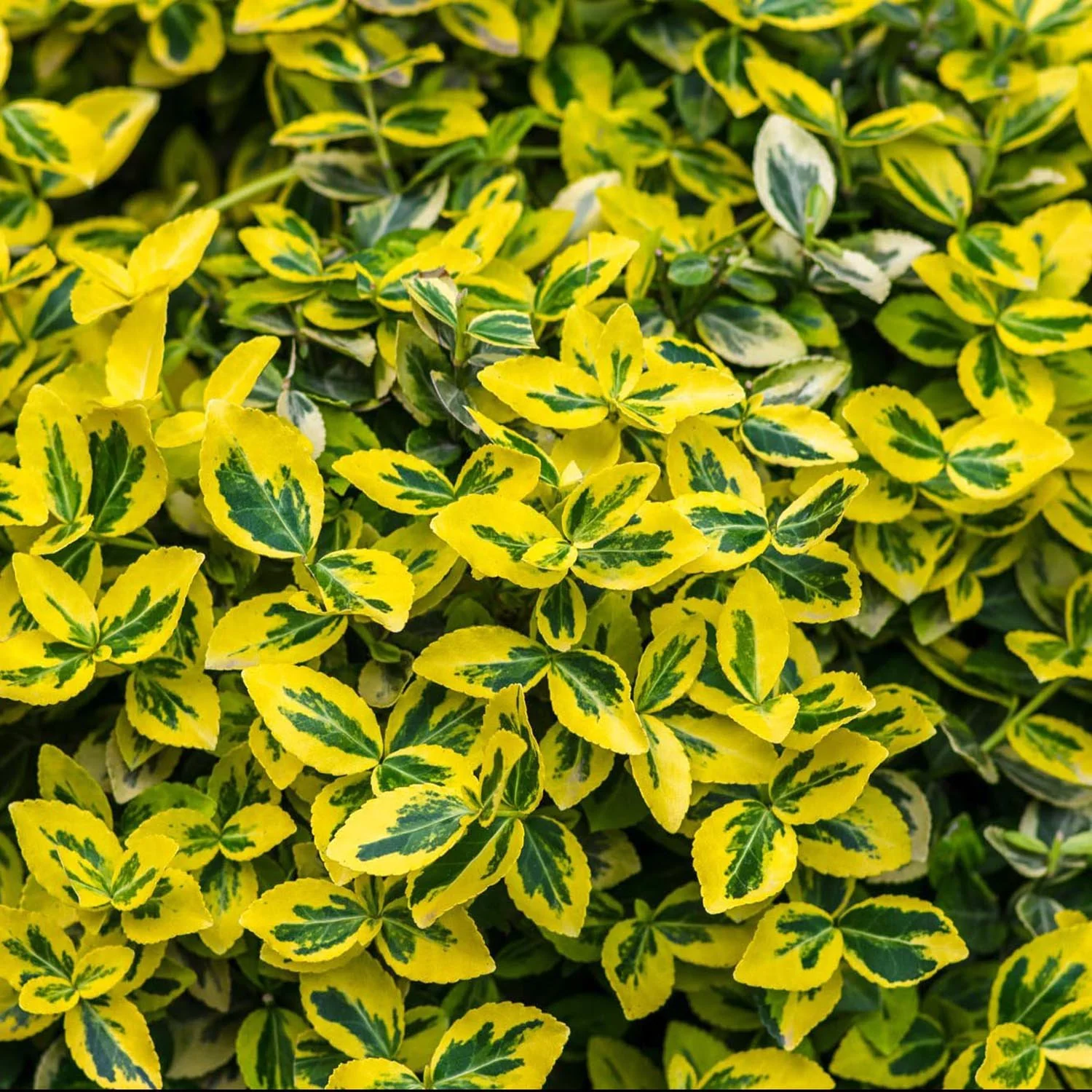 Salba Japoneza Euonimus Emerald 'N' Gold, arbust decorativ vesnic verde, cu frunze galben-verde - Image 11