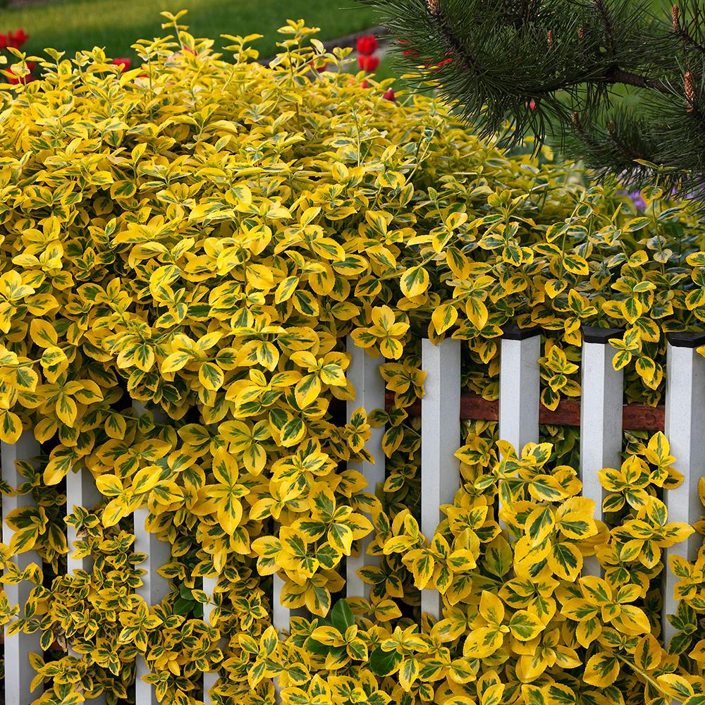 Salba Japoneza Euonimus Emerald 'N' Gold, arbust decorativ vesnic verde, cu frunze galben-verde - Image 3