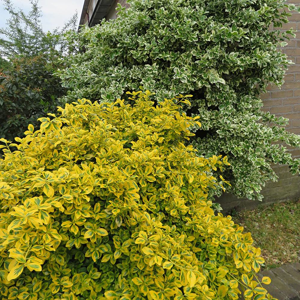Salba Japoneza Euonimus Emerald 'N' Gold, arbust decorativ vesnic verde, cu frunze galben-verde - Image 5