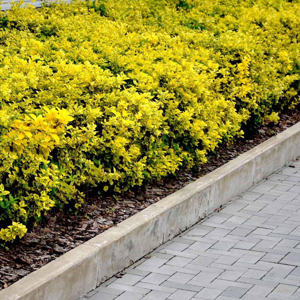 Salba Japoneza Euonimus Emerald 'N' Gold, arbust decorativ vesnic verde, cu frunze galben-verde - Image 7