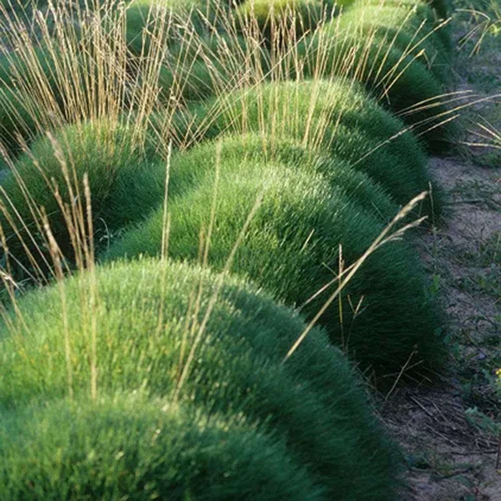 Festuca Gautieri (Paius) Pic Garlit, iarba decorativa de talie mica, frunzis verde compact, ideala pentru stancarii si borduri - Image 9