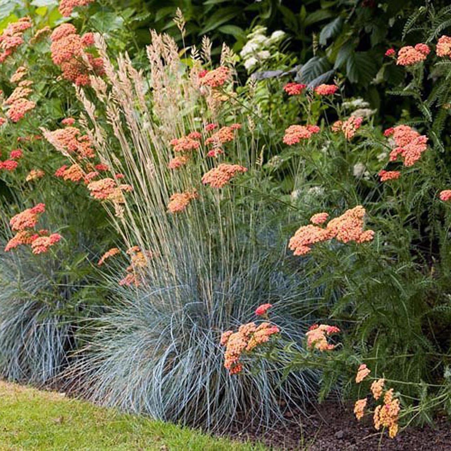 Festuca Glauca (Iarba Albastra) Elijah Blue, iarba decorativa perena cu frunzis albastru-argintiu, rezistenta la seceta si frig - Image 4