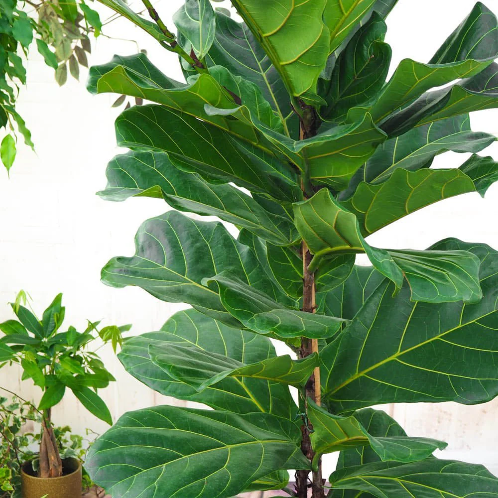 Ficus Lyrata, 60-75 cm, planta de apartament decorativa cu frunze de Vioara - Image 6