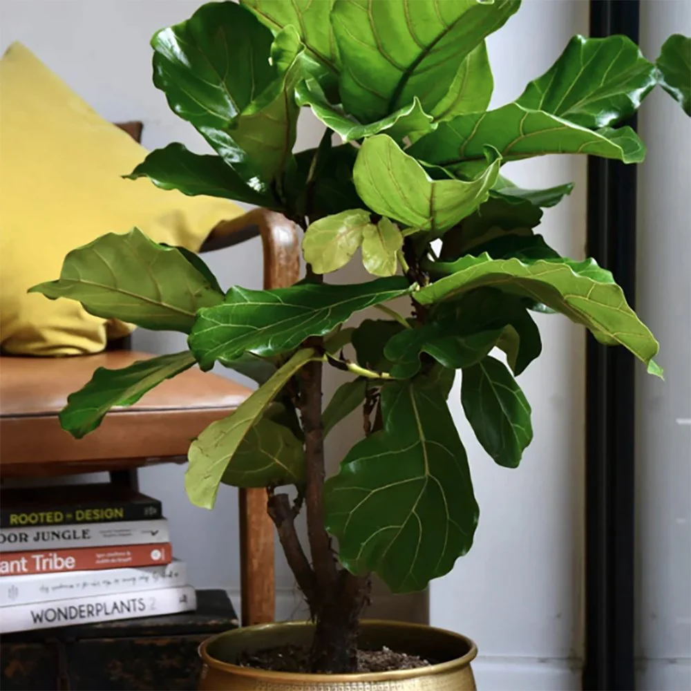 Ficus Lyrata, 60-75 cm, planta de apartament decorativa cu frunze de Vioara - Image 8