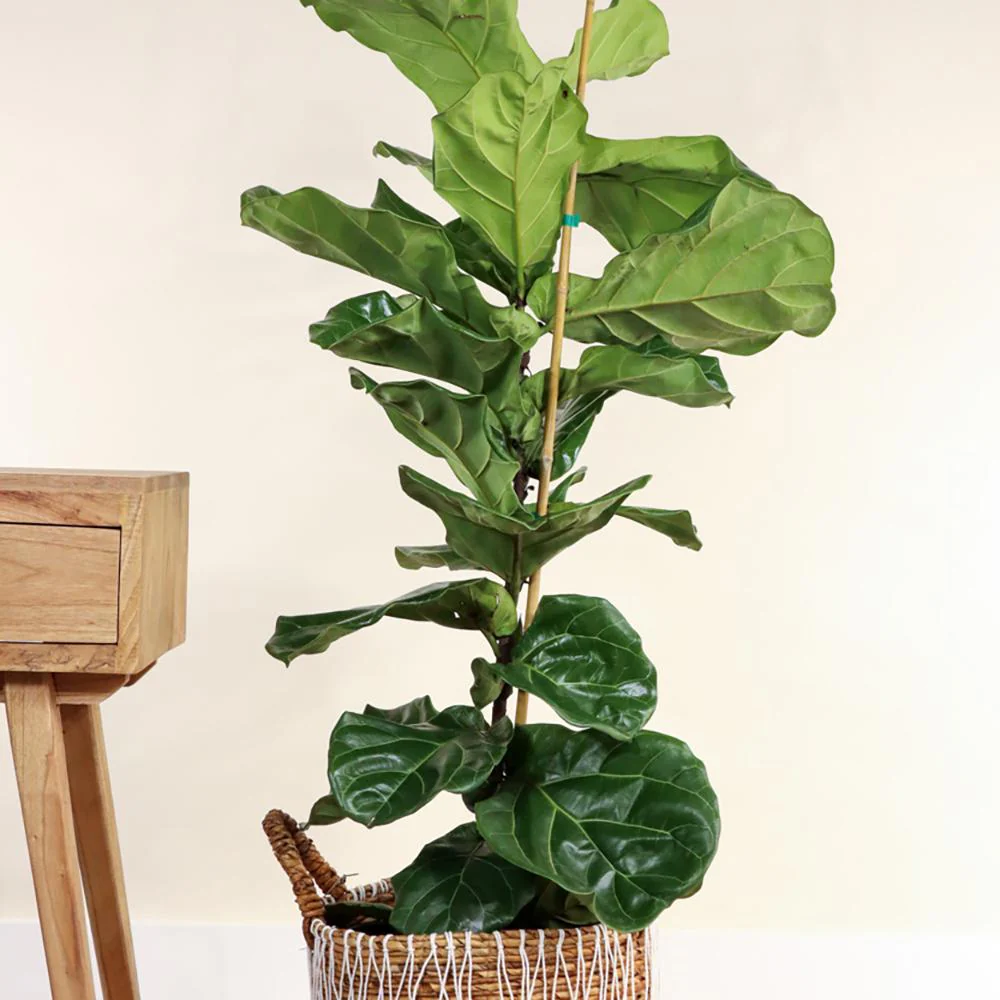 Ficus Lyrata, 110 cm, planta de apartament decorativa cu frunze de Vioara - Image 3