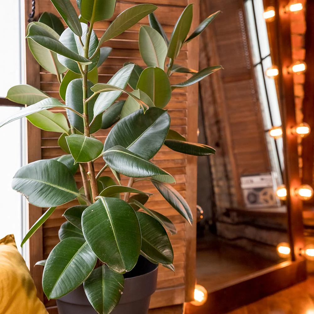 Arbore de Cauciuc (Ficus Robusta), 150 cm, planta de interior cu frunze mari ovale, lucioase, usor de intretinut, purificatoare de aer - Image 5