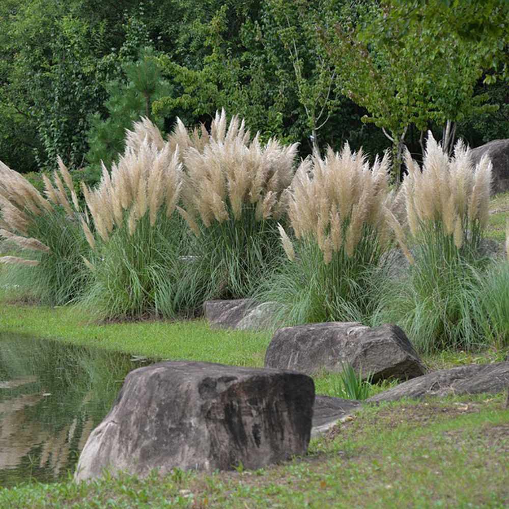 Iarba de Pampas (Cortaderia) Pumila, iarba ornamentala decorativa cu spice albe, crestere rapida - Image 9