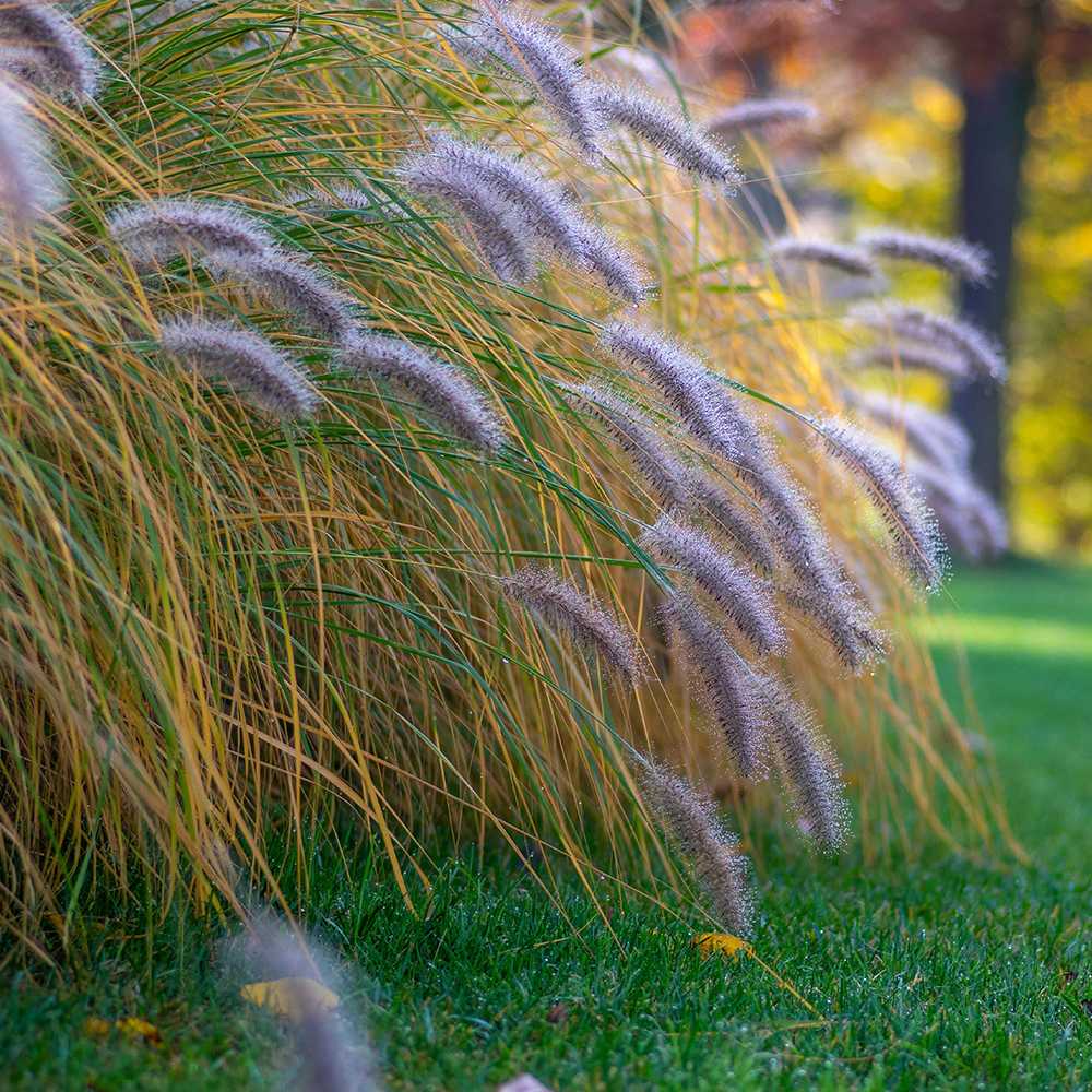 Iarba chinezeasca Pennisetum Hameln, spice decorative, tufis compact, rezistenta la frig - Image 12