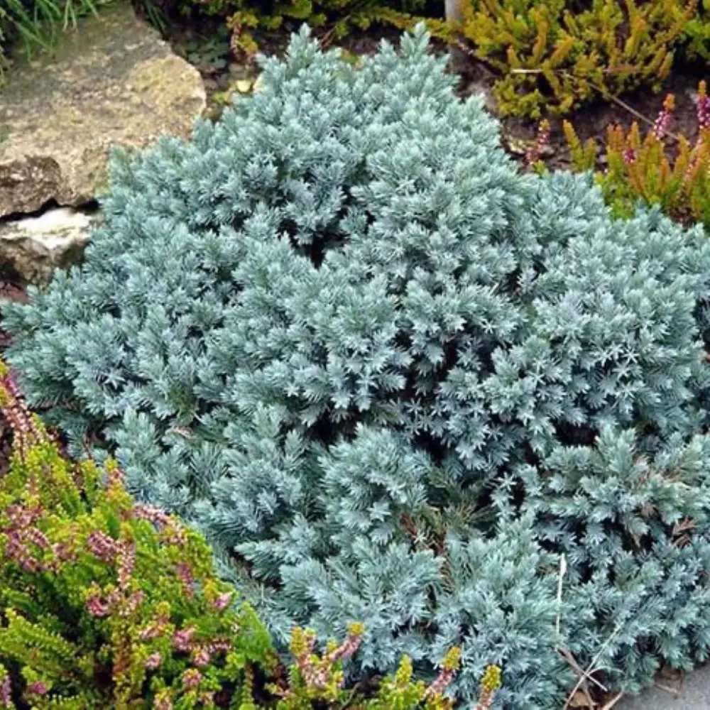 Ienupar Pitic Blue Star, conifer pitic albastru-argintiu, vesnic verde, compact, forma de crestere sferica - Image 4