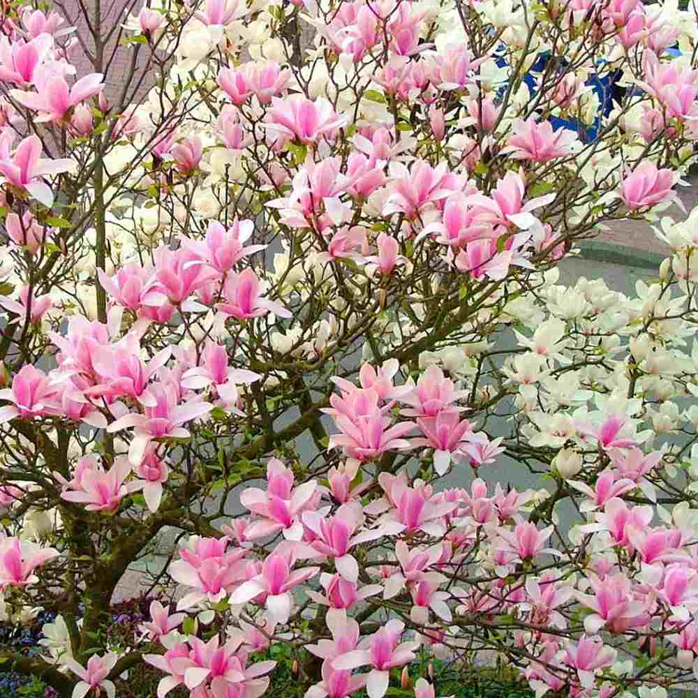 Magnolie soulangeana Heaven Scent, flori parfum intens roz alb, arbust ornamental elegant - Image 6