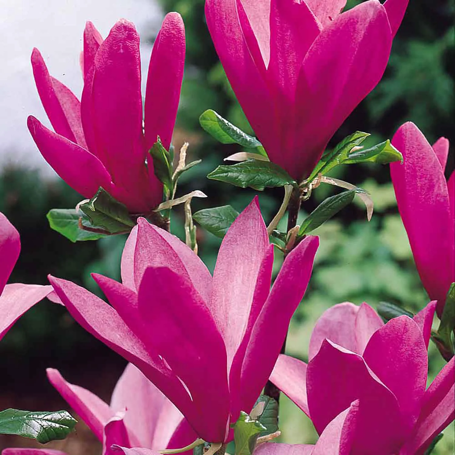 Magnolie Susan, flori roz intens parfumate, inflorire abundenta de primavara - Image 3