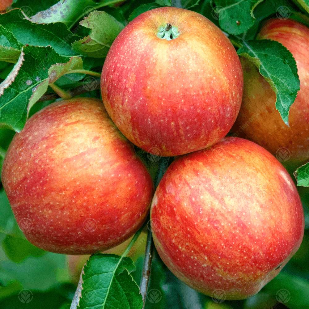 Mar Jonagold (Malus domestica), cu fructe dulci-acrisor, an 3 pe rod - Image 6