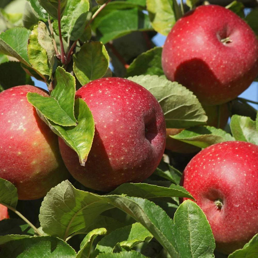 Mar Rode Boskoop (Malus), cu fructe dulci rosii, an 3 pe rod - Image 3