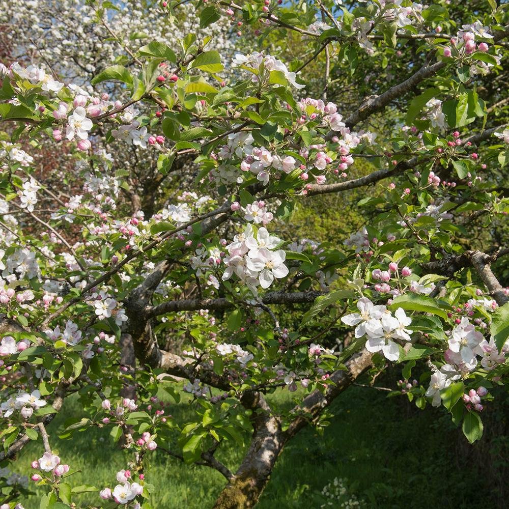 Mar Rode Boskoop (Malus), cu fructe dulci rosii, an 3 pe rod - Image 4