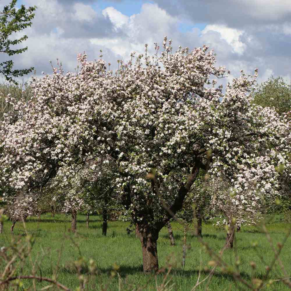 Mar Rode Boskoop (Malus), cu fructe dulci rosii, an 3 pe rod - Image 5