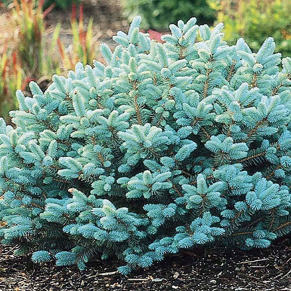 Molid Argintiu Pitic Globular (Glauca Globosa), cu ace albastre-argintii - Image 9