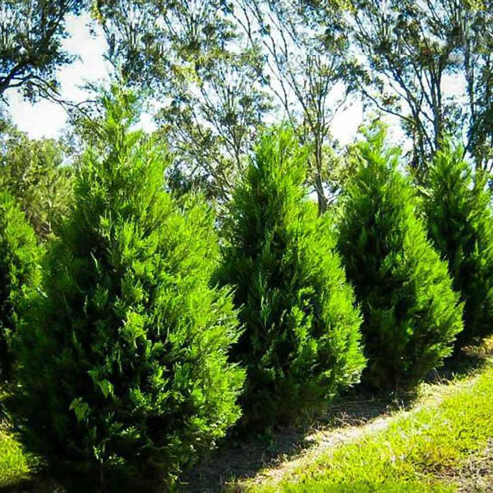 Chiparos Leylandii Stalp de Gheata, gard viu vesnic verde, compact, bogat, crestere controlata - Image 5