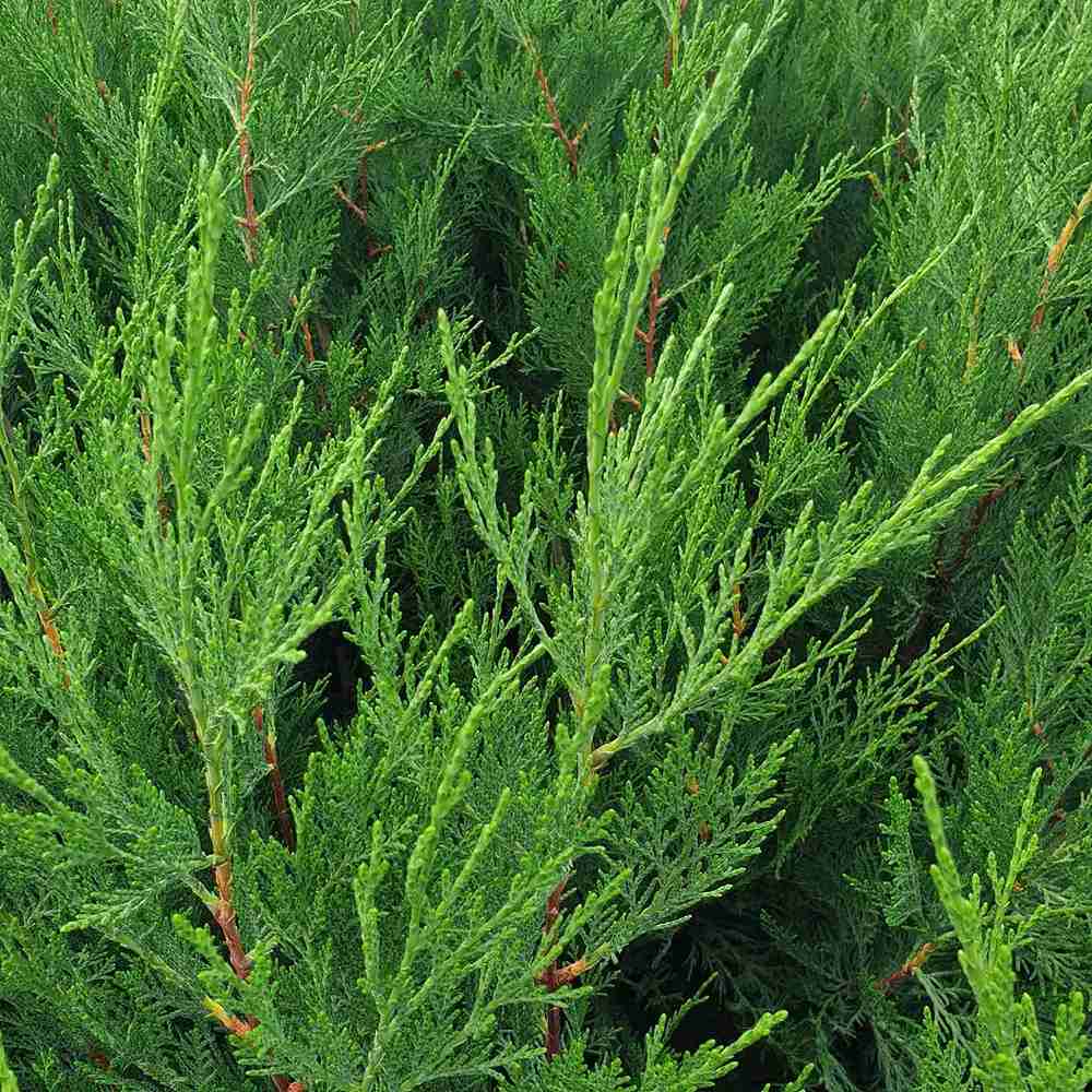 Chiparos Leylandii Stalp de Gheata, gard viu vesnic verde, compact, bogat, crestere controlata - Image 8