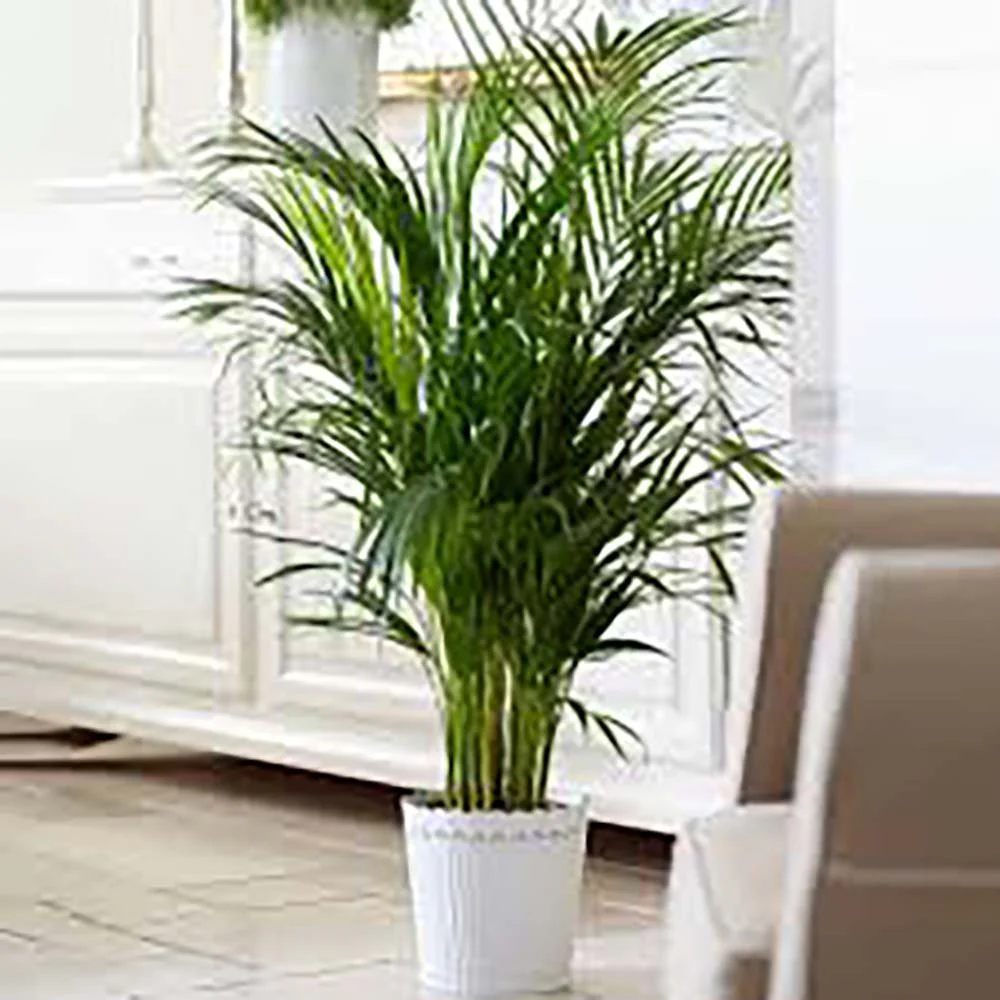 Palmier Kentia (Howea Forsteriana), 170 cm, planta de interior eleganta, purificatoare de aer, usor de intretinut - Image 7