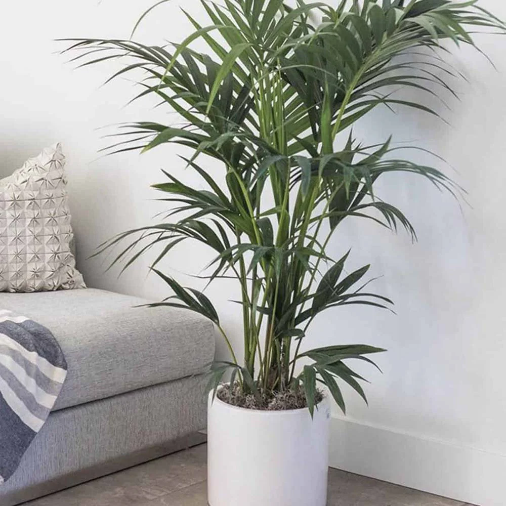 Palmier Kentia (Howea Forsteriana), 180 cm, planta de interior eleganta, purificatoare de aer, usor de intretinut - Image 11