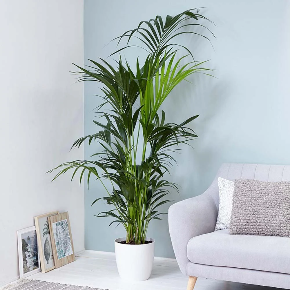 Palmier Kentia (Howea Forsteriana), 180 cm, planta de interior eleganta, purificatoare de aer, usor de intretinut - Image 4