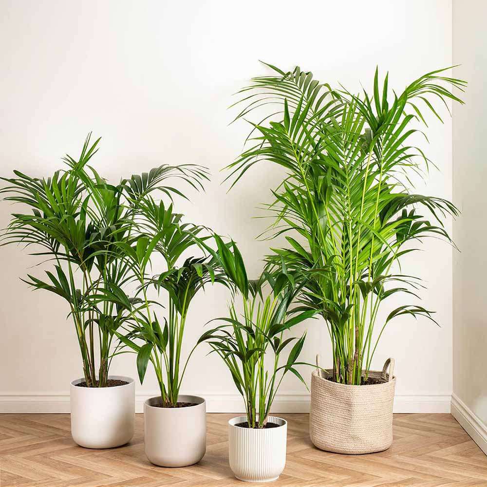 Palmier Kentia (Howea Forsteriana), 180 cm, planta de interior eleganta, purificatoare de aer, usor de intretinut - Image 5