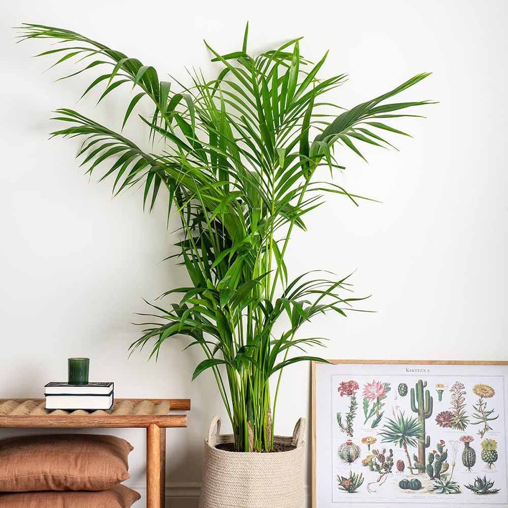 Palmier Kentia (Howea Forsteriana), 100 cm, planta de interior eleganta, purificatoare de aer, usor de intretinut - Image 13