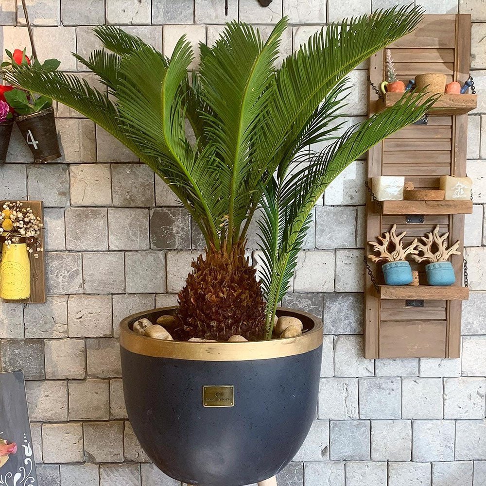 Palmier Sagotier Japonez Cycas Revoluta, planta de interior exotica cu frunze verzi rigide, decor tropical pentru casa - 60-65 cm - Image 10