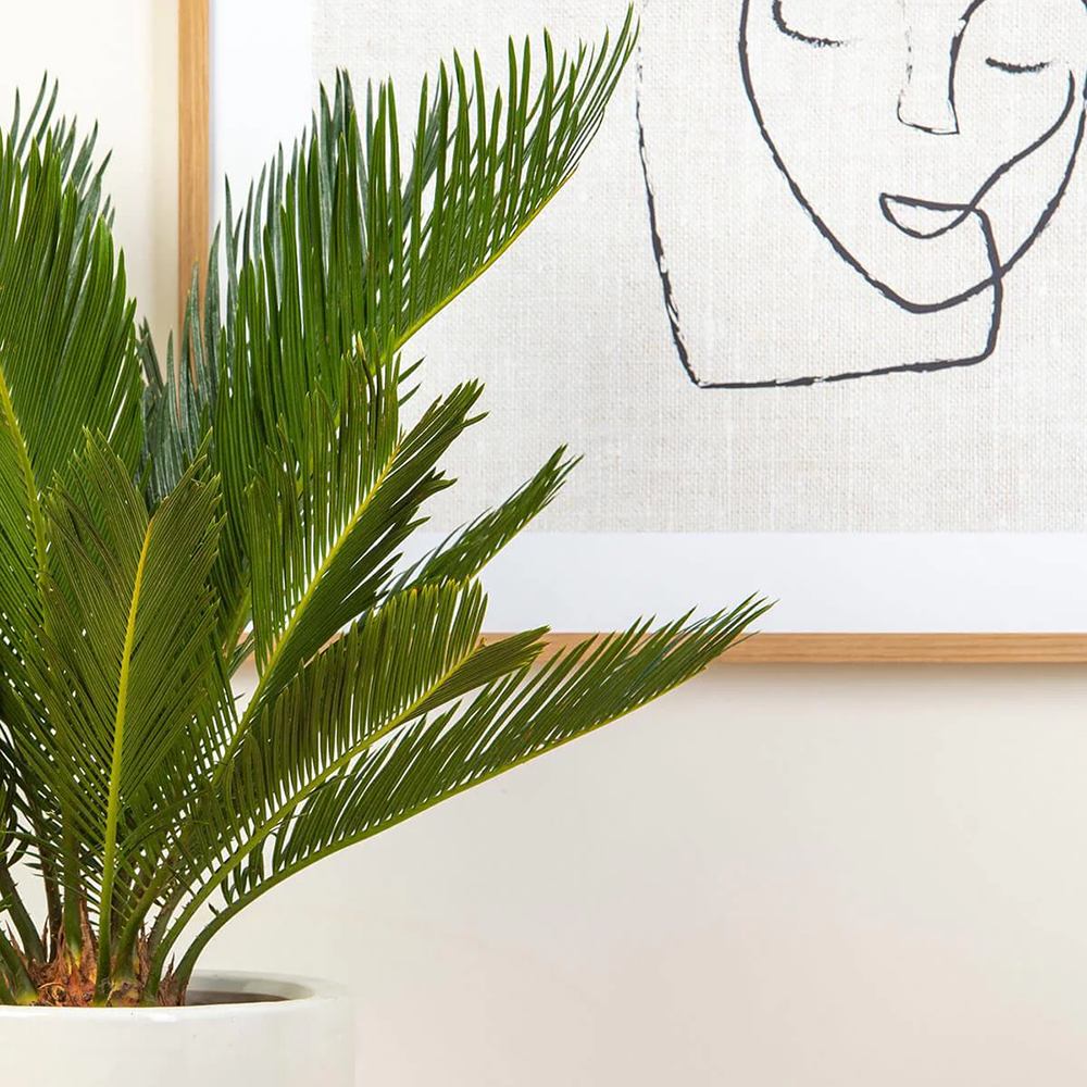 Palmier Sagotier Japonez Cycas Revoluta, planta de interior exotica cu frunze verzi rigide, decor tropical pentru casa - 60-65 cm - Image 12