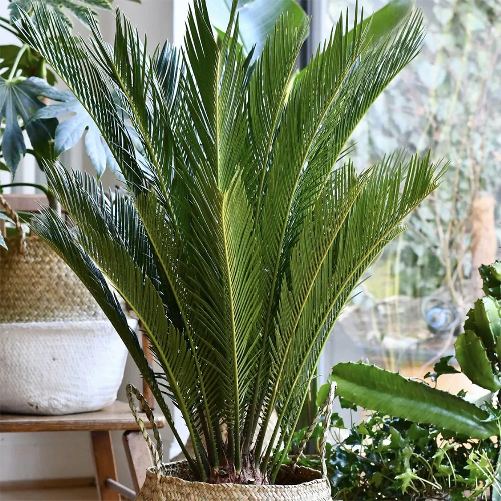 Palmier Sagotier Japonez Cycas Revoluta, planta de interior exotica cu frunze verzi rigide, decor tropical pentru casa - 60-65 cm - Image 14