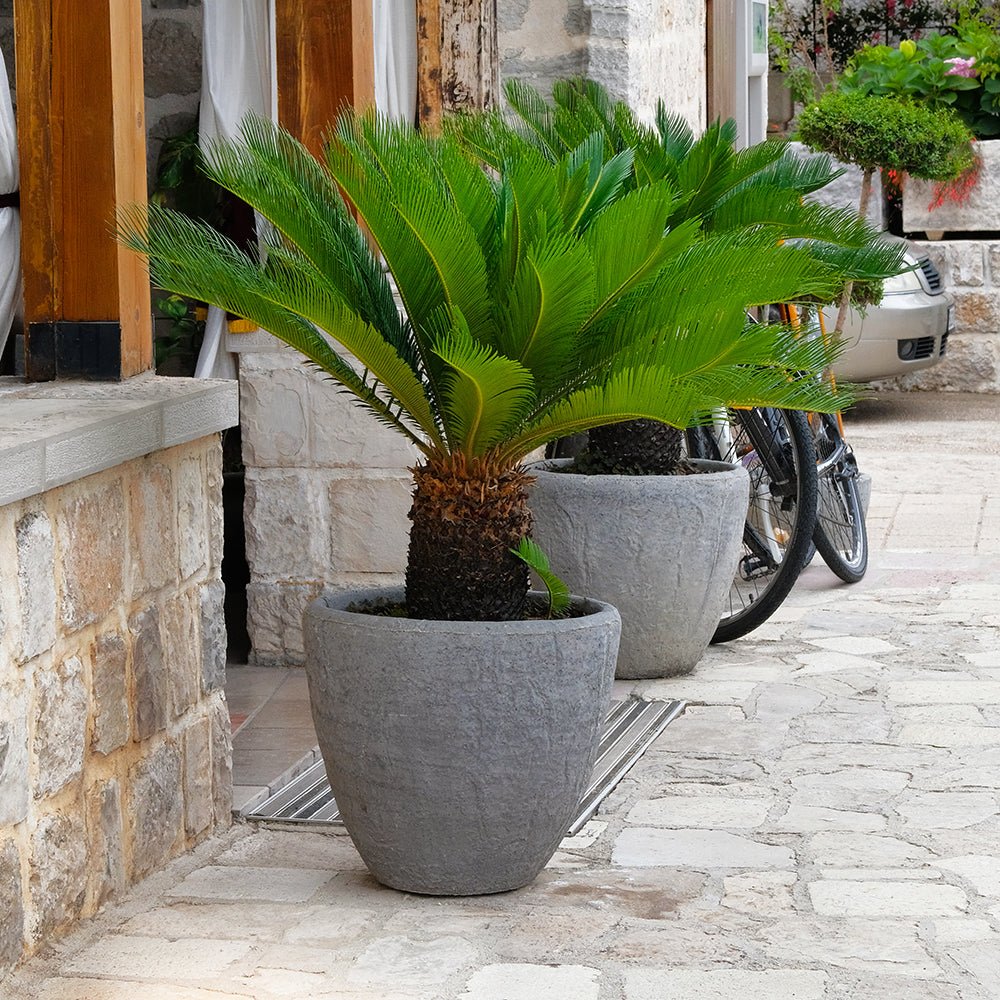Palmier Sagotier Japonez Cycas Revoluta, planta de interior exotica cu frunze verzi rigide, decor tropical pentru casa - 60-65 cm - Image 4