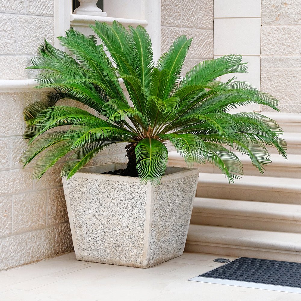 Palmier Sagotier Japonez Cycas Revoluta, planta de interior exotica cu frunze verzi rigide, decor tropical pentru casa - 80 cm - Image 3