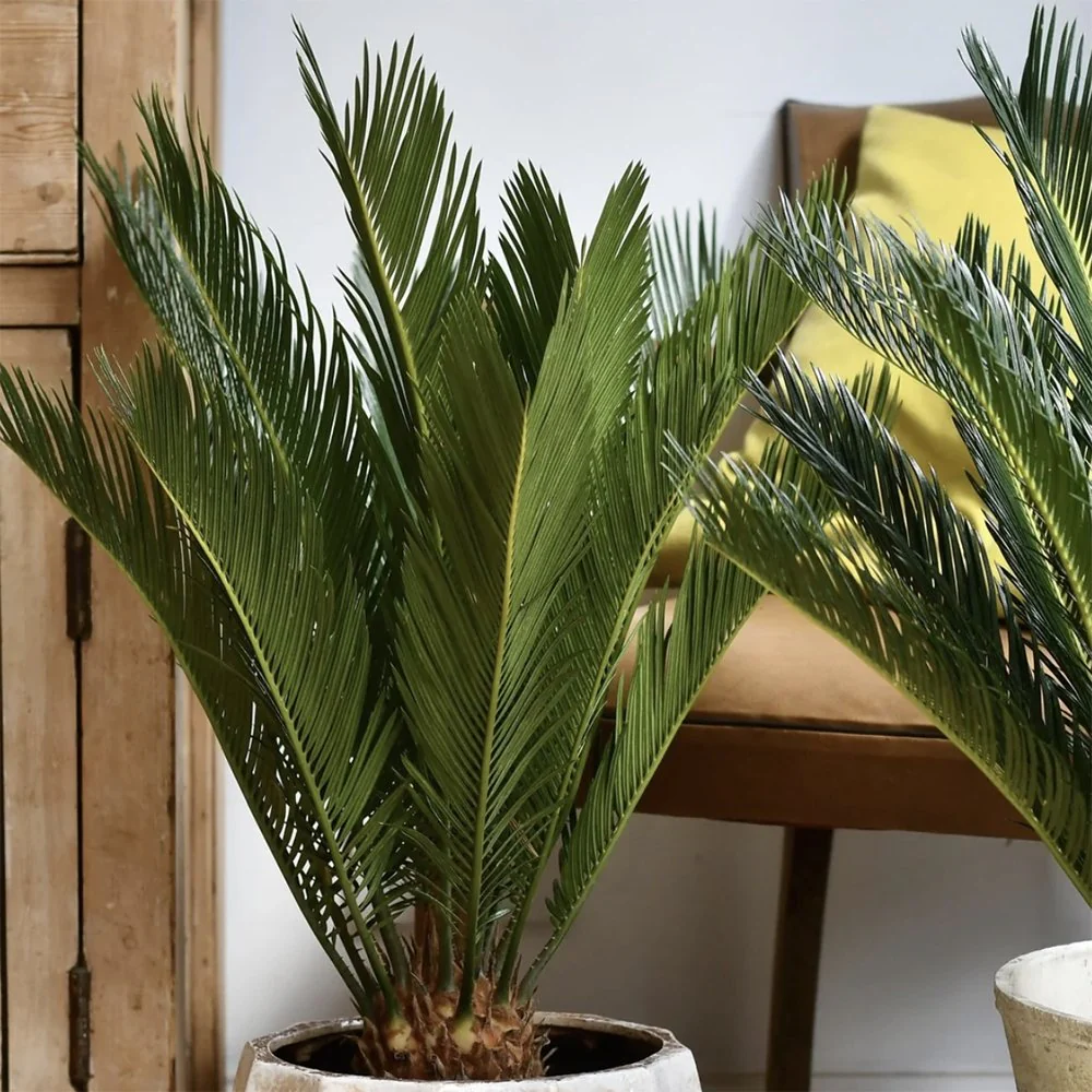 Palmier Sagotier Japonez Cycas Revoluta, planta de interior exotica cu frunze verzi rigide, decor tropical pentru casa - 80 cm - Image 5