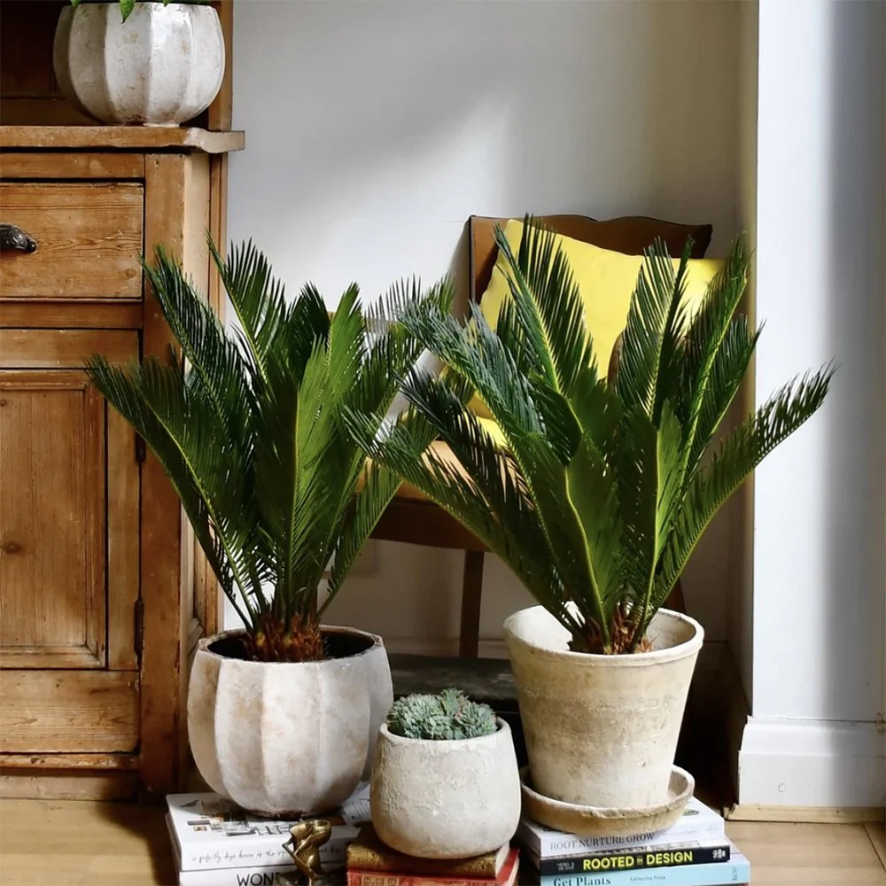 Palmier Sagotier Japonez Cycas Revoluta, planta de interior exotica cu frunze verzi rigide, decor tropical pentru casa - 80 cm - Image 7