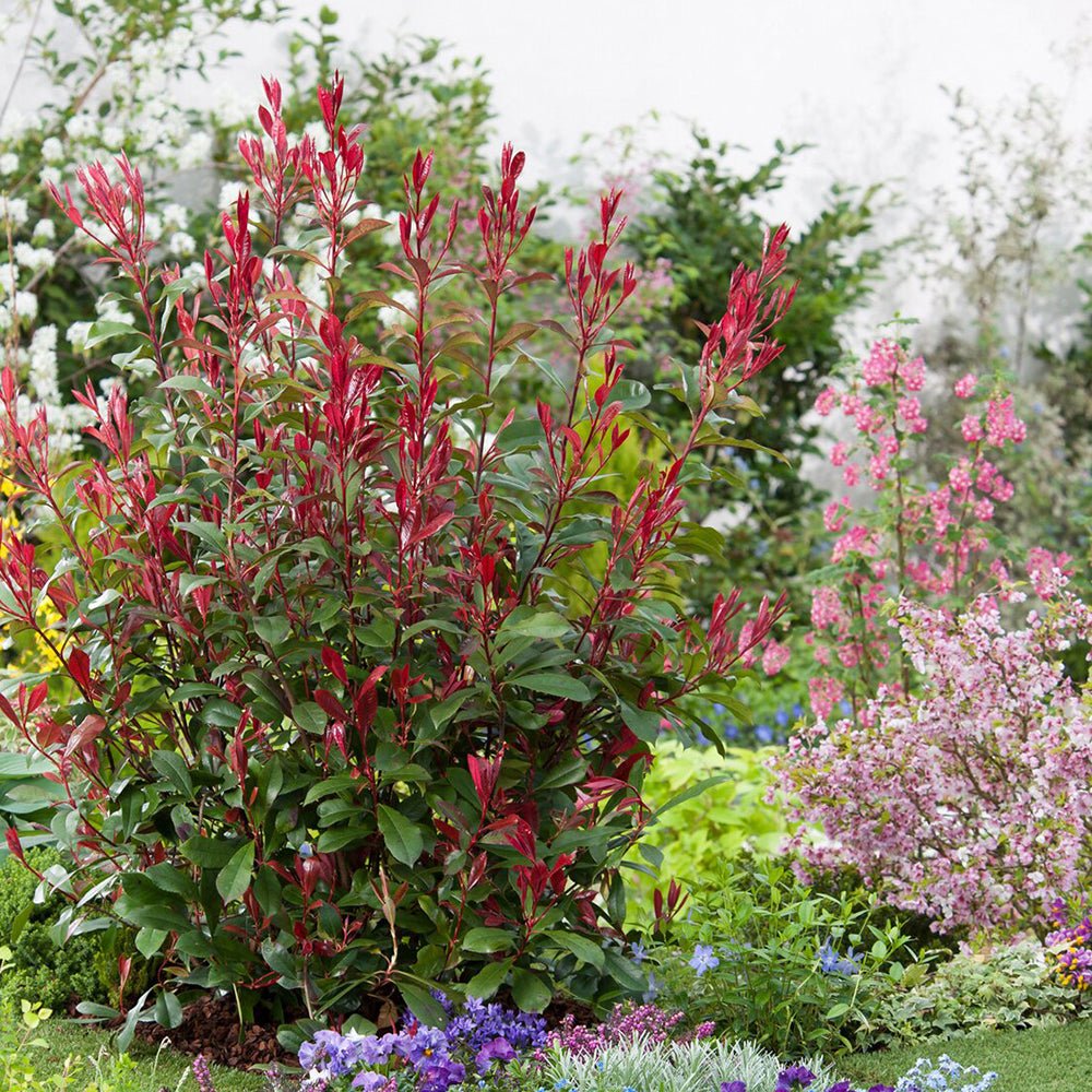 Photinia Carre Rouge, gard viu rosu vesnic verde - Image 8